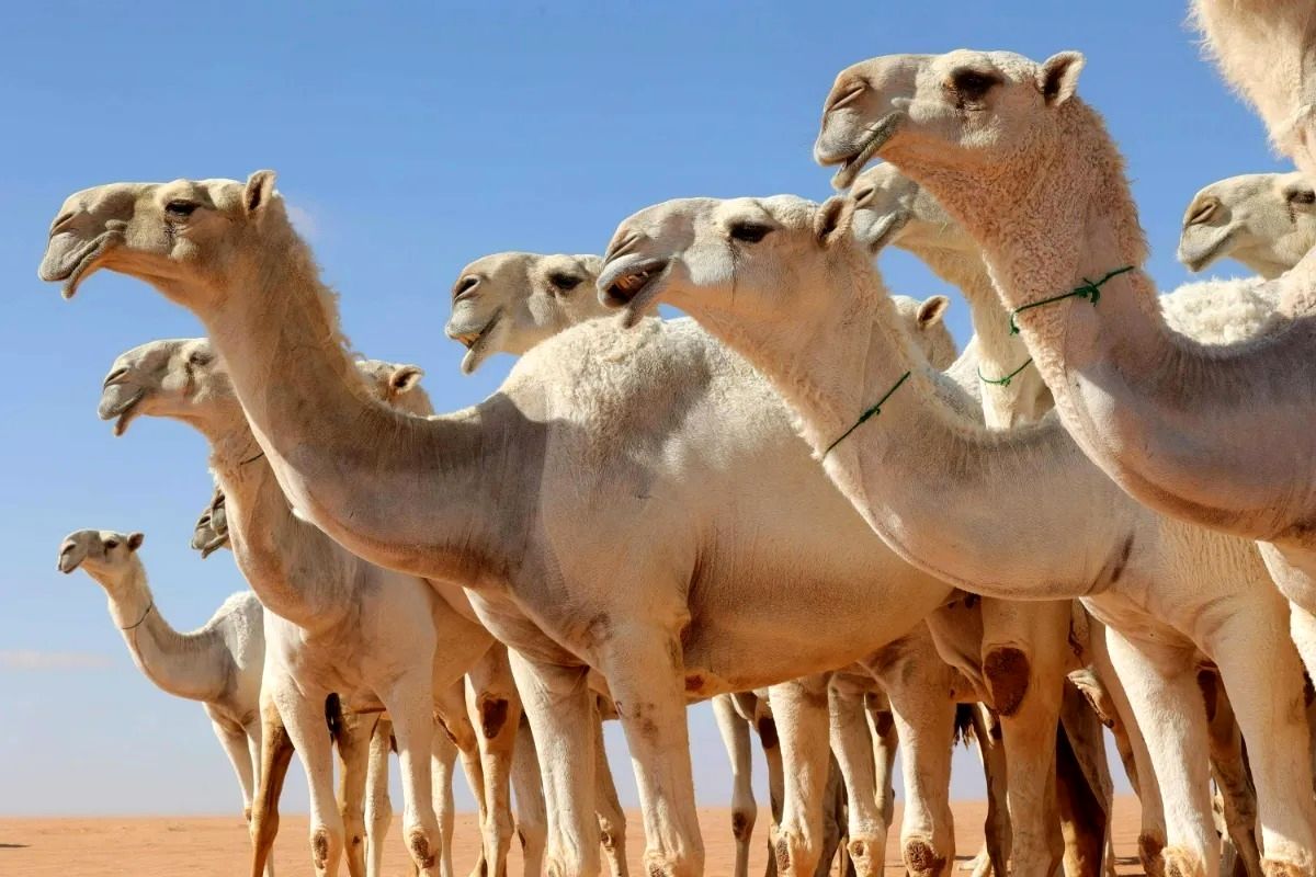 شیر شتر میتواند جایگزینی بهتر برای شیر گاو باشد