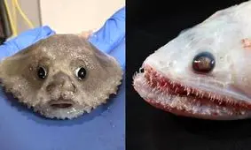 موجودات شگفت‌انگیز اقیانوس / ویدئو