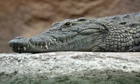 موتورسواری یک تمساح / باور نکردنی اما واقعی / ویدئو 