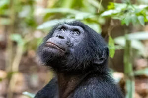 شامپانزه‌های وحشی یائسه می‌شوند
