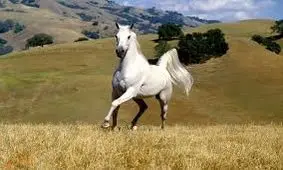 حضور یک اسب وحشی در تونل آزادراه تهران شمال/ ویدئو