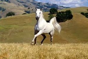 حضور یک اسب وحشی در تونل آزادراه تهران شمال/ ویدئو