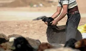 سارق جوان 19 گوسفند را به سرقت برد