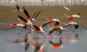 رقص گروهی فلامینگوها در تالاب گاوخونی/ ویدئو