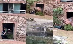  لحظه هولناک حمله اسب آبی خشمگین به نگهبان باغ وحش/ ویدئو

