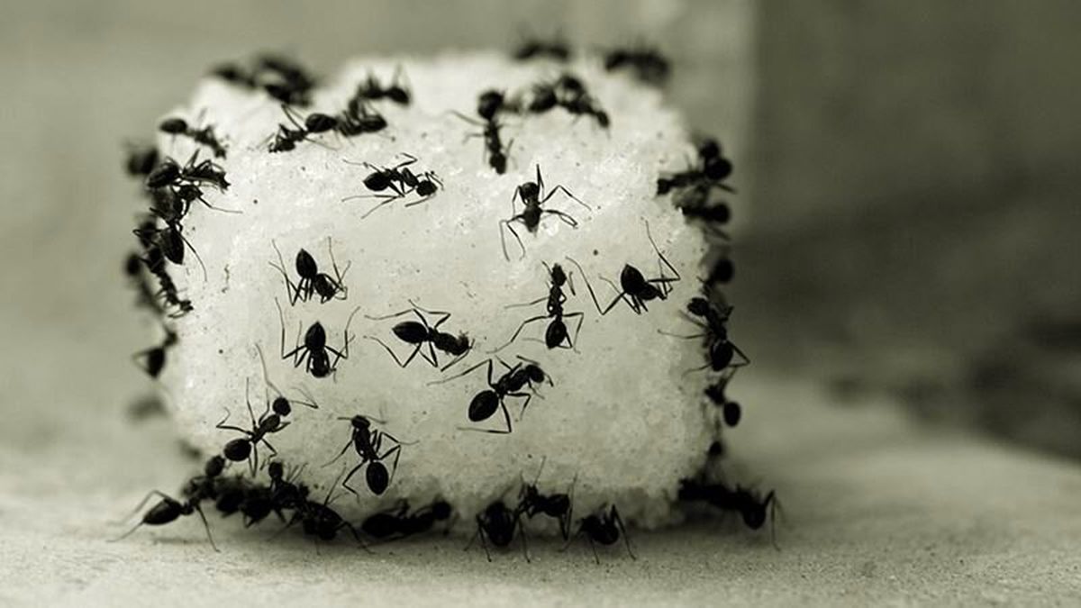 ۱۴ ترفند ساده برای دفع سریع مورچه از خانه