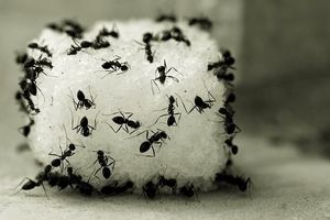 ۱۴ ترفند ساده برای دفع سریع مورچه‌ از خانه