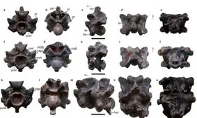 کشف فسیل یک مار باستانی در هند که احتمالا بلندتر از یک اتوبوس بوده و یک تن وزن داشته است
