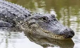 تمساحی که فکر می‌کند یک اردک مادرش است/ ویدئو 