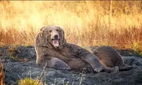 برترین عکس‌ های کمدی از حیات وحش