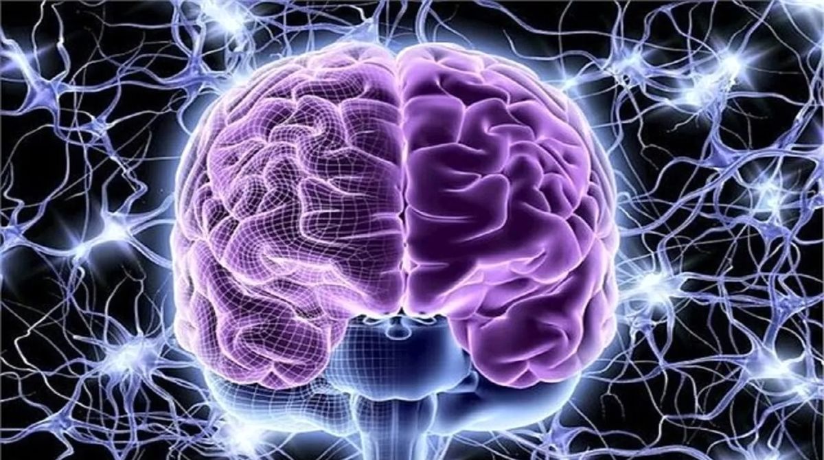 یادگیری چگونه در مغز شکل میگیرد؟