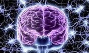 یادگیری چگونه در مغز شکل می‌گیرد؟

