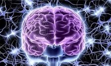 یادگیری چگونه در مغز شکل می‌گیرد؟

