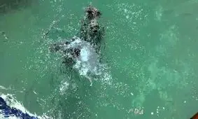 نمایی دیدنی از فرار بچه‌ تمساح از گرما