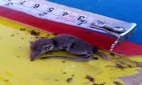 یک گونۀ نایاب جانوری در لرستان شناسایی شد