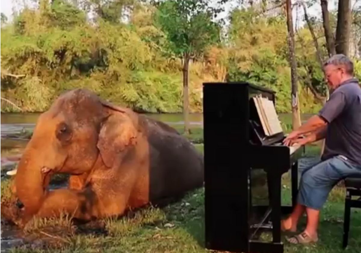  نواختن موسیقی کلاسیک برای فیل‌های نابینا