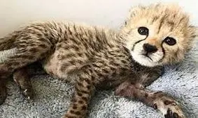 پیروز، توله یوز توران / تصاویر جدید 