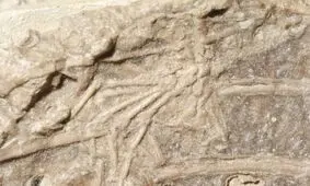 کشف بقایای پستانداری که ۱۲۰ میلیون سال پیش