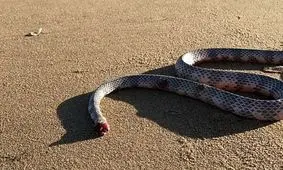 وحشت از مار وسط شهر/ مردی خونسردانه شکارش کرد/ ویدئو