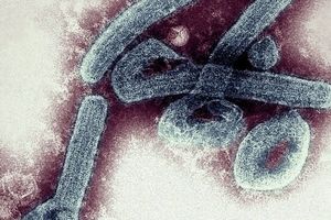 تایید اولین موارد ویروس مرگبار ماربورگ در غنا

