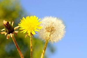 "گل قاصدک" از یک فوت برای آرزوها تا عملکرد قابل توجه به عنوان دارو!