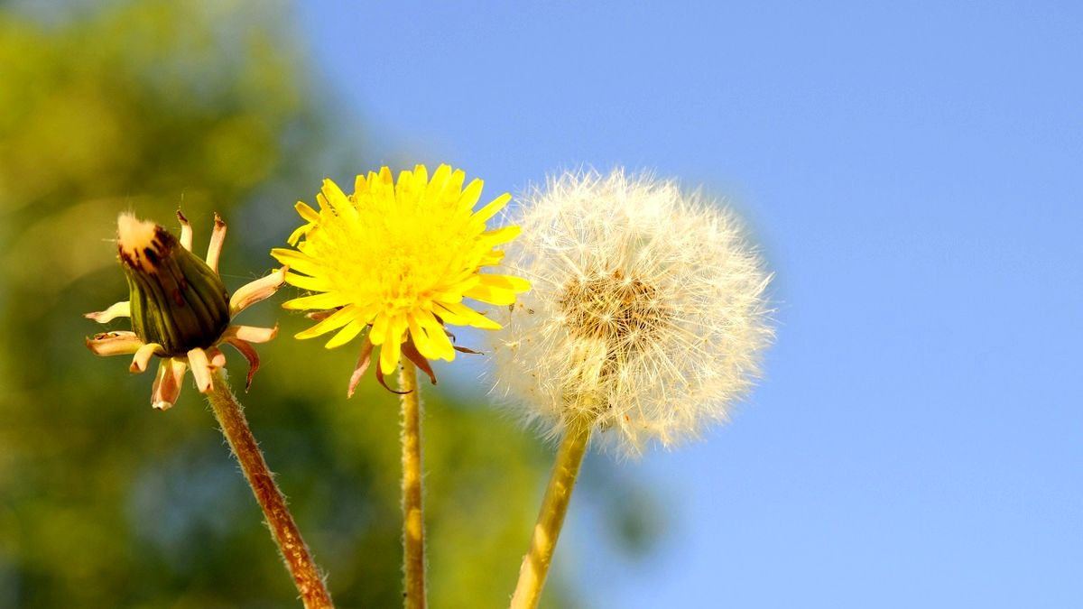 "گل قاصدک" از یک فوت برای آرزوها تا عملکرد قابل توجه به عنوان دارو!