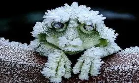 قورباغه ای که در زمستان می میرد و در بهار زنده می شود