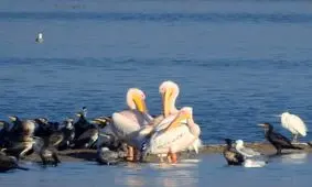 سرشماری ۱۳۰ هزار پرنده مهاجر در تالاب‌ های خوزستان