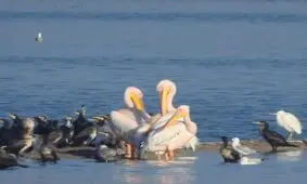 سرشماری ۱۳۰ هزار پرنده مهاجر در تالاب‌ های خوزستان