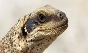 مارمولک‌هایی که برای زنده ماندن باید نمک عطسه کنند!

