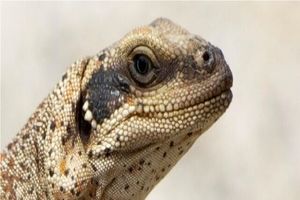 مارمولکهایی که برای زنده ماندن باید نمک عطسه کنند!