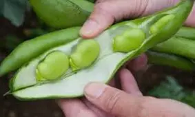 فواید بی نظیر باقلا