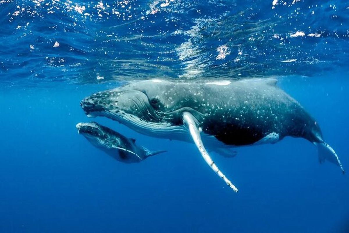 شباهت آواز نهنگ هایی در ۸۰۰۰ کیلومتر دور از هم/ بررسی ریشه ارتباطات فرهنگی در حیوانات و انسانها