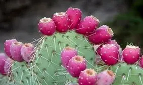 بهبود سریع زخم ها با پماد کاکتوس