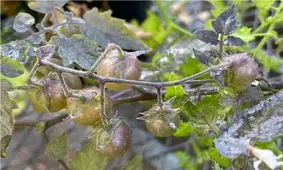 گوجه‌فرنگی‌هایی که نردبان تکاملی را معکوس رفته اند!