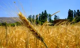 سنگ تمام جهاد کشاورزی خوزستان برای مردم/ خوزستان دیار نخل و بلوط است، سرزمین آب و آیینه و آفتاب