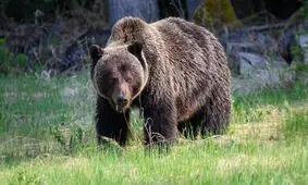 خرس‌های قهوه ای در جنگل های حفاظت شده قره داغ/ ویدئو