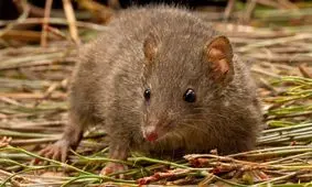 جانور عجیبی که رابطه جنسی را به خواب ترجیح می‌دهد

