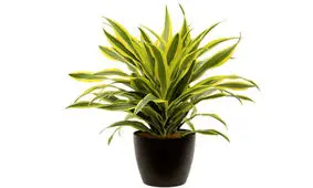 10 گیاه مناسب اتاق خواب که به شما کمک می کند تا بهترین خواب را داشته باشید