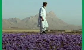 سود هنگفت افغانستان از محدودیت تجاری ایران در صادرات زعفران