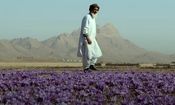 سود هنگفت افغانستان از محدودیت تجاری ایران در صادرات زعفران