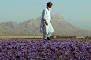 سود هنگفت افغانستان از محدودیت تجاری ایران در صادرات زعفران