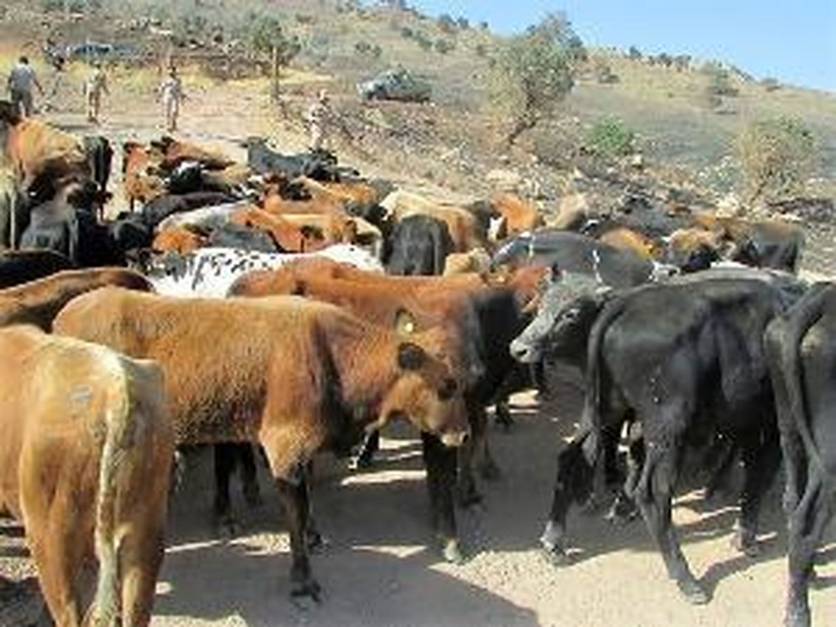 قاچاق 52 راس دام در سردشت