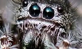 کشف عنکبوت عجیبی که مثل یاقوت می درخشد/ ویدئو 