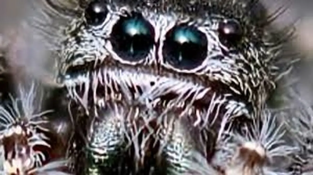 کشف عنکبوت عجیبی که مثل یاقوت می درخشد/ ویدئو 