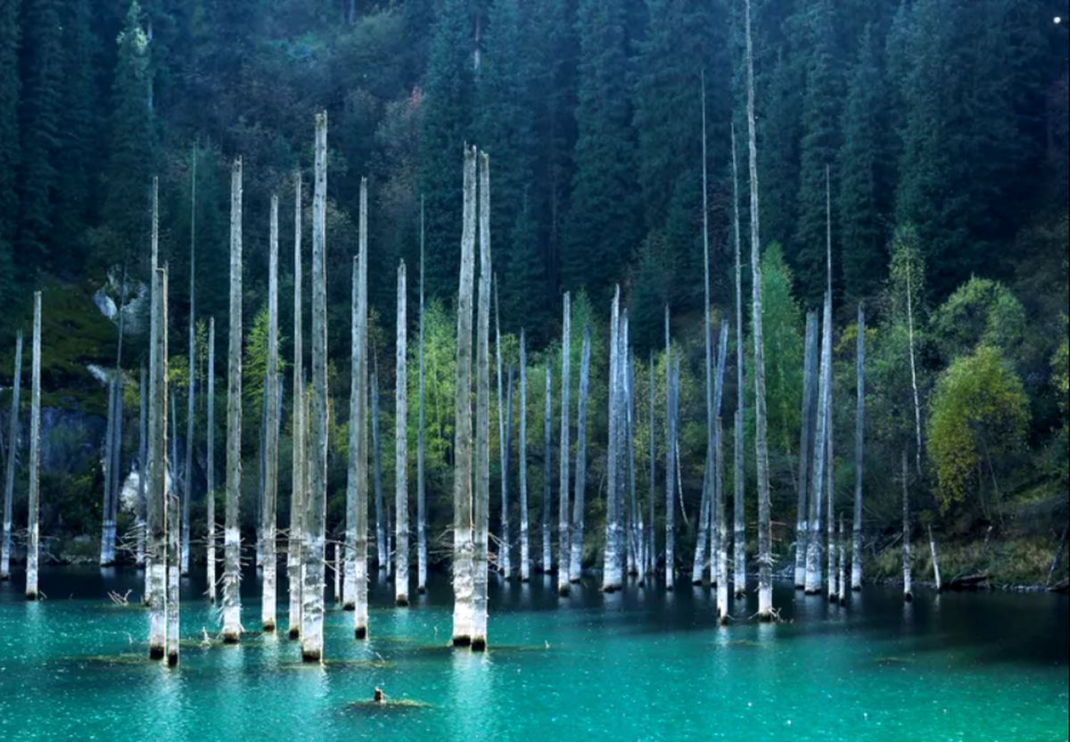 (تصاویر) ۱۲ جنگل حیرت‌انگیز که می‌شود در آن‌ها غواصی کرد!