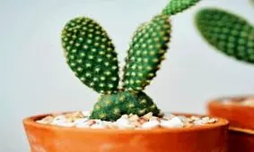 علائم نیاز کاکتوس به نور کمتر یا بیشتر