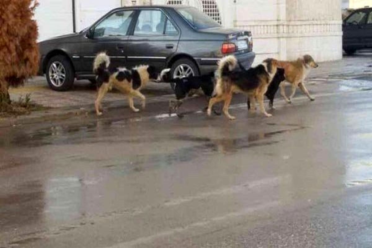 معضل حمله برخی سگ های ولگرد؛ مرگ سالانه ۵۰ ایرانی