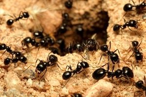 بتن‌ریزی در لانه عظیم مورچه‌ها و کشف شهری شگفت‌انگیز / عکس