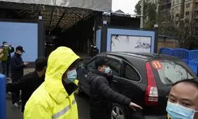 منشاء کرونا احتمالا سگ راکون های بازار ووهان در چین بوده‌اند